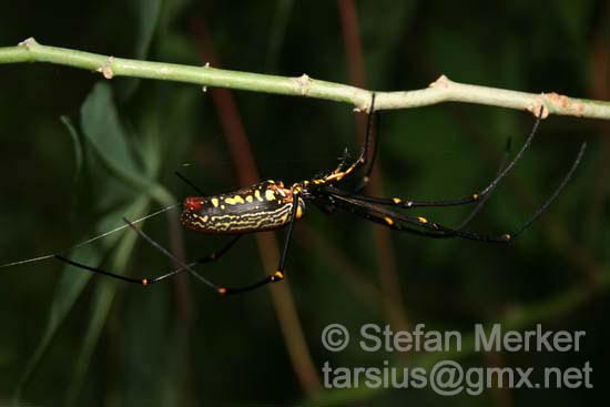 Spider - Nephila spec