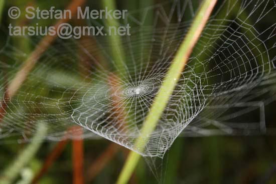 Spider Web