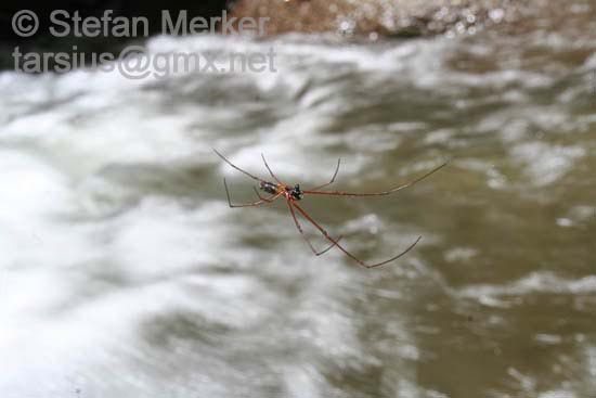 Stream Spider