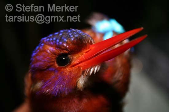 Sulawesi Dwarf Kingfisher