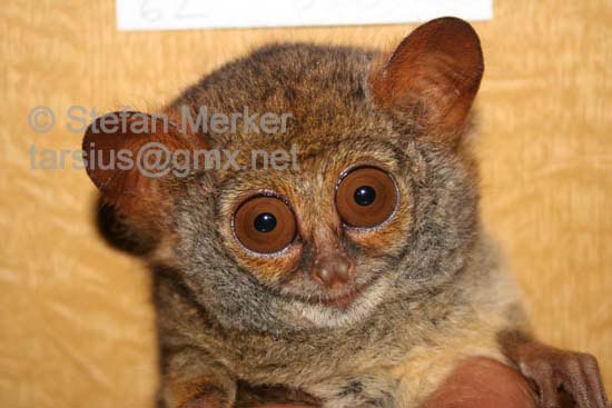 Tarsier 01