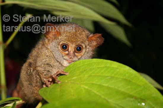 Tarsier 02