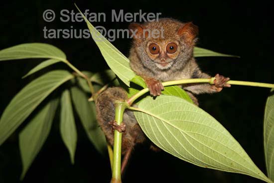 Tarsier 03