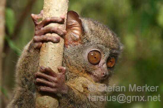 Tarsier 05