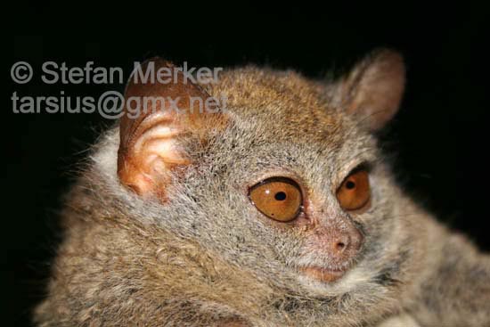 Tarsier 06