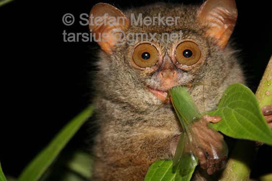 Tarsier 09