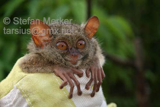 Tarsier 10