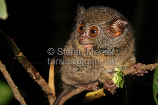 Tarsier 13