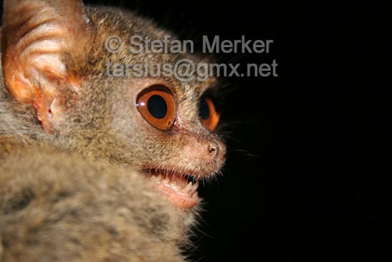 Tarsier 14