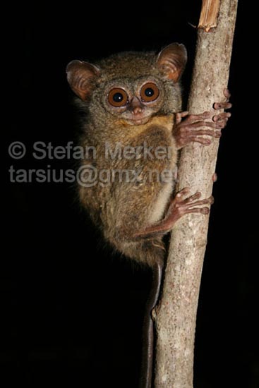 Tarsier 15