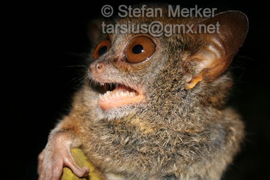 Tarsier 16