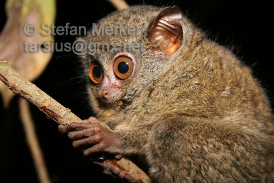 Tarsier 18