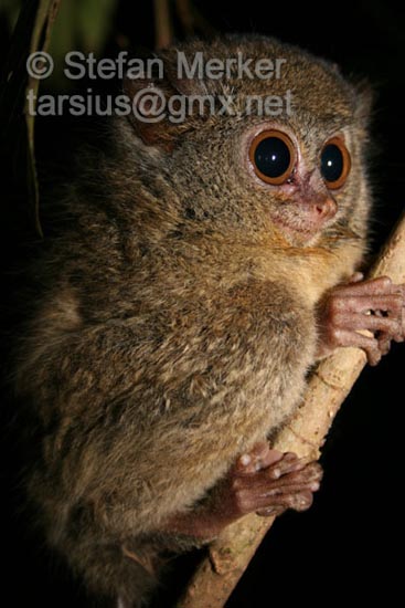 Tarsier 20