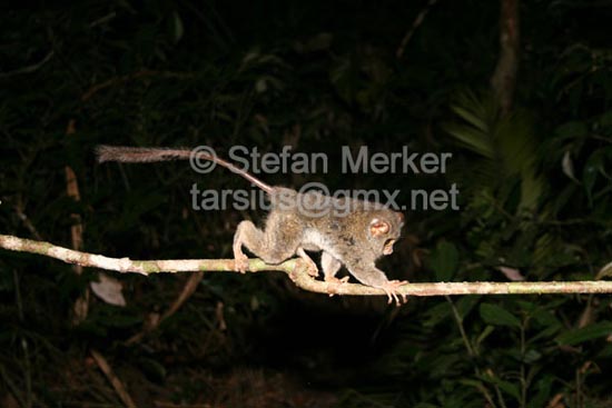 Tarsier 22