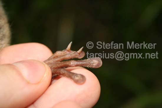 Tarsier Grooming Claws