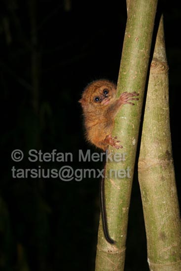 Tarsier infant 01