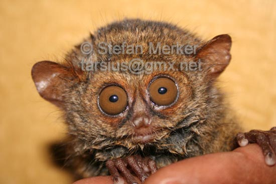 Tarsier infant 02