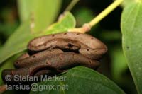 Common Mock Viper