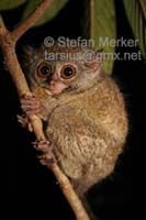 Tarsier 07