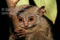 Tarsier 08