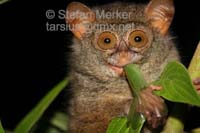 Tarsier 09