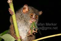 Tarsier 11