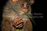 Tarsier 12