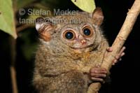 Tarsier 19