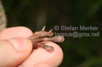 Tarsier Grooming Claws