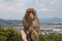 Kyoto 02 - Japanese macaque