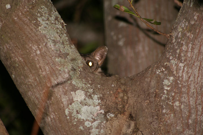 Thick-tailed Greater Bushbaby 2