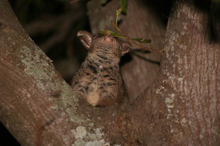 Thick-tailed Greater Bushbaby 3