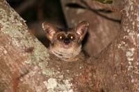 Thick-tailed Greater Bushbaby 4