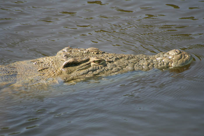 Nile Croc 02