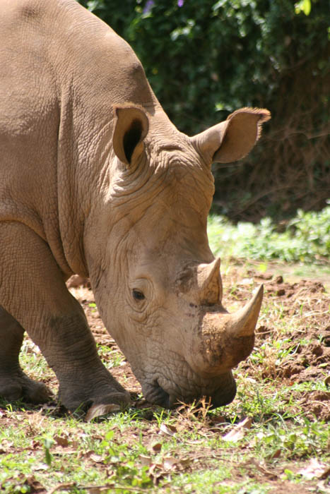Rhino (Zoo)