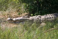 Nile Croc 01