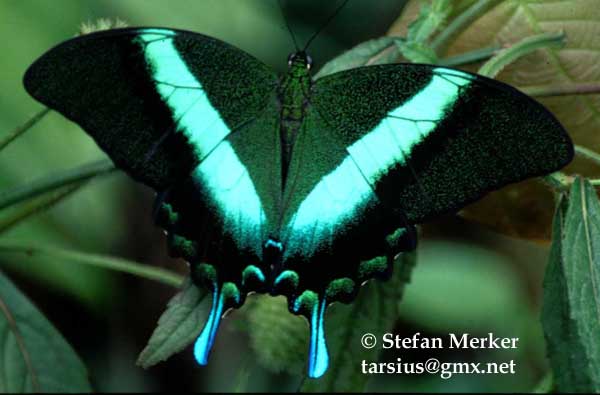 Papilio blumei