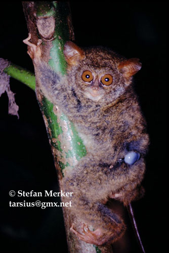 Tarsius dianae transmitter